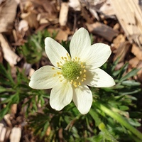 Anemone drummondii